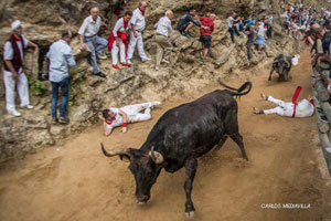 Running of the bulls of Pilón in Falces