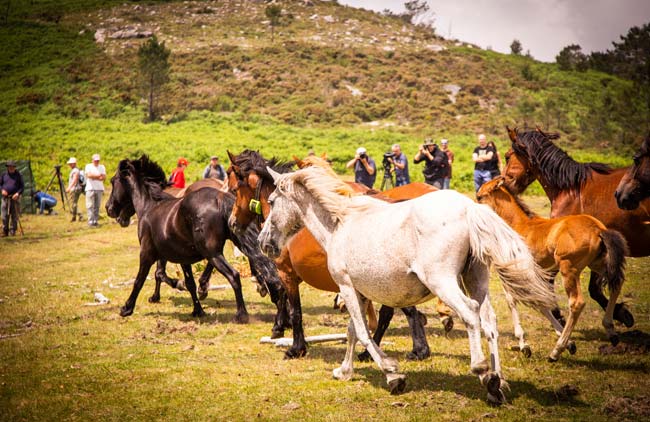 Los lugareños van al monte a buscar a los caballos y los llevan al pueblo Los lugareños van al monte a buscar a los caballos y los llevan al pueblo