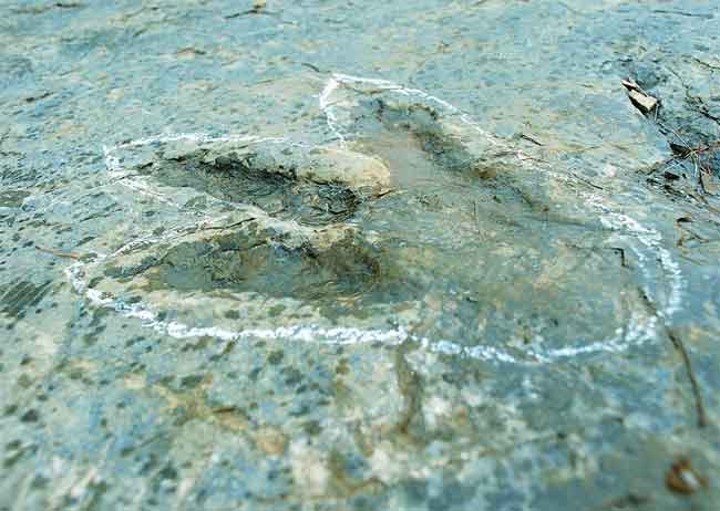 Dinosaur footprint on the Icnitas route