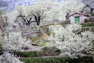 Primavera y Cerezo en Flor en el Valle del Jerte
