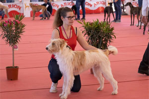 Archidona Dog Fair