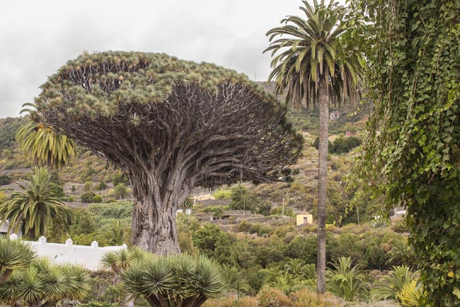 Millennial Drago Tree from Icod de los Vinos