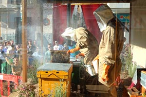 The First Cutting of the Honey in Ayora