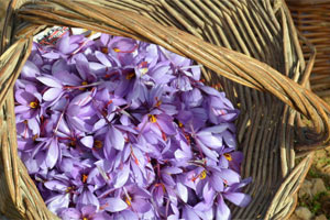 Saffron Rose Festival in Consuegra