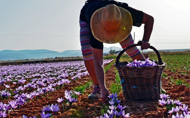 Recolección de la flor de azafrán. Foto cortesía de Turismo de Consuegra