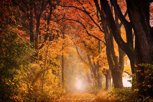 Magic Autumn in the Ambroz Valley